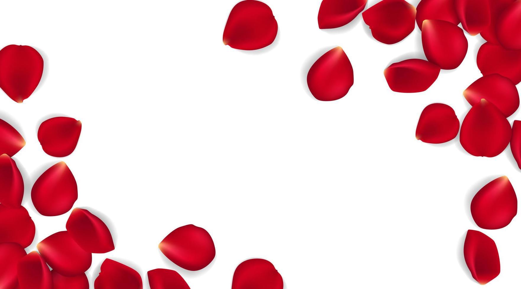 Rosenblätter auf weißem Grund. Vektor-illustration Hintergrund der roten Rosenblätter. kann Valentinstag, Muttertag und verschiedene Feiertage verwendet werden. vektor