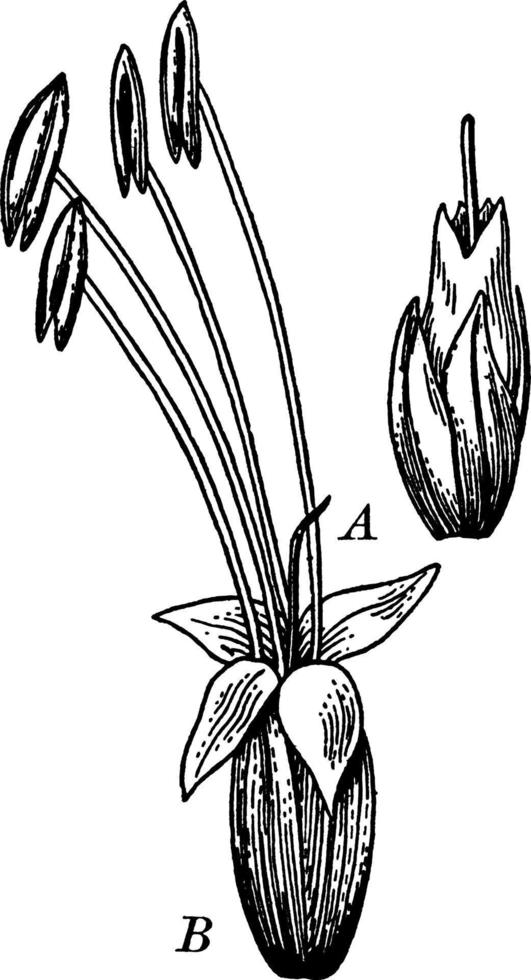 groblad blommor årgång illustration. vektor