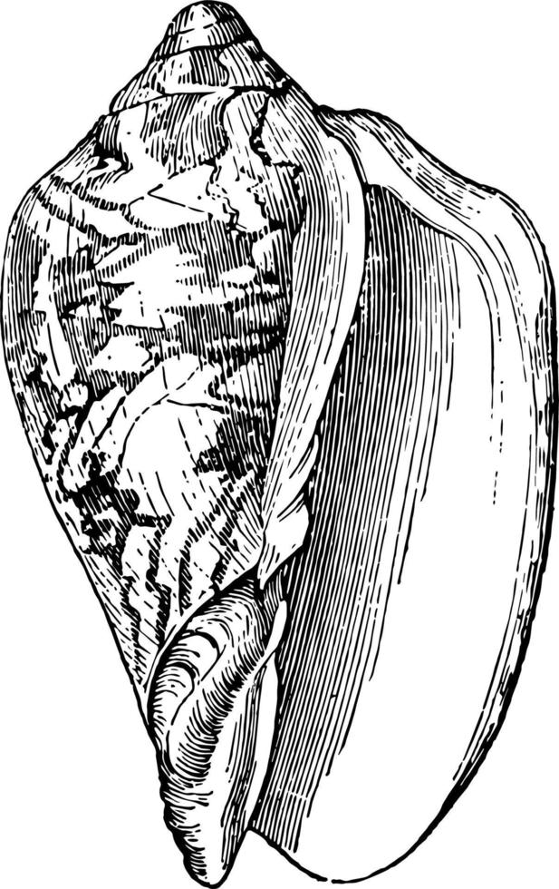 voluta scapha årgång illustration. vektor