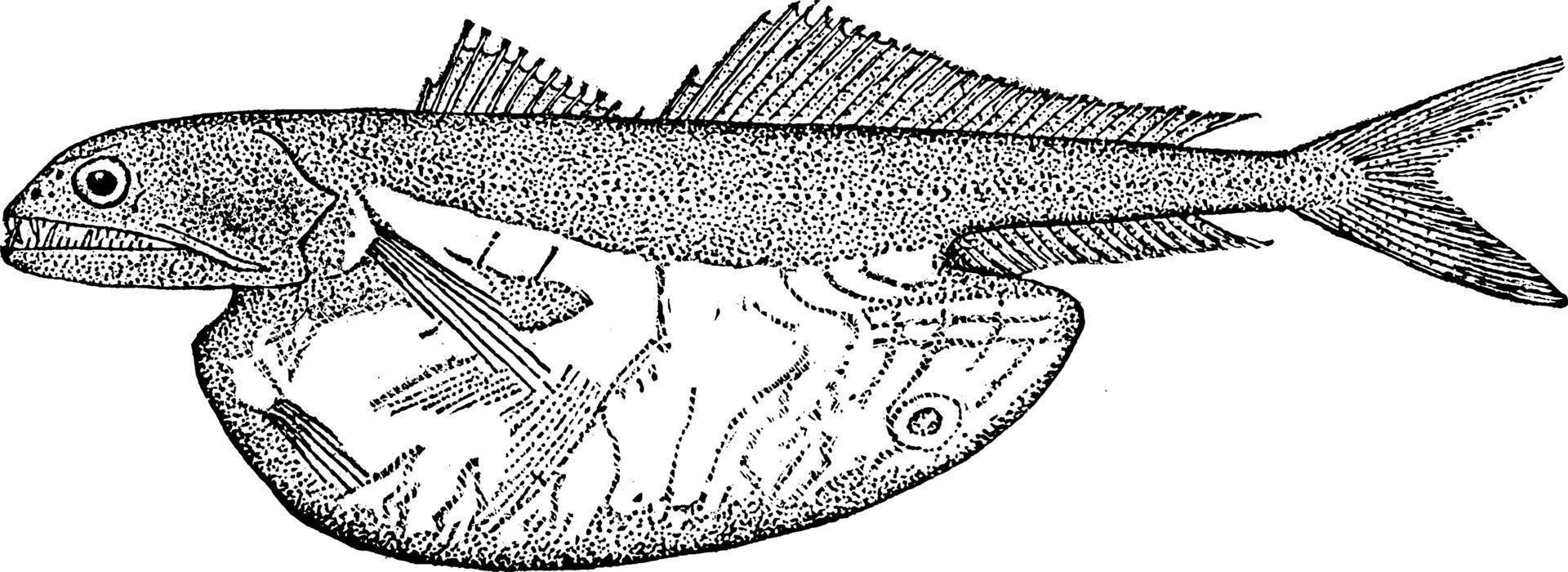 svart svälja, årgång illustration. vektor