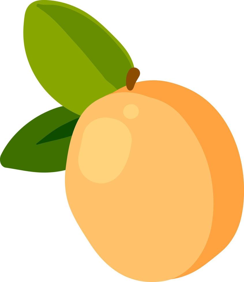 aprikos platt, illustration, vektor på vit bakgrund.