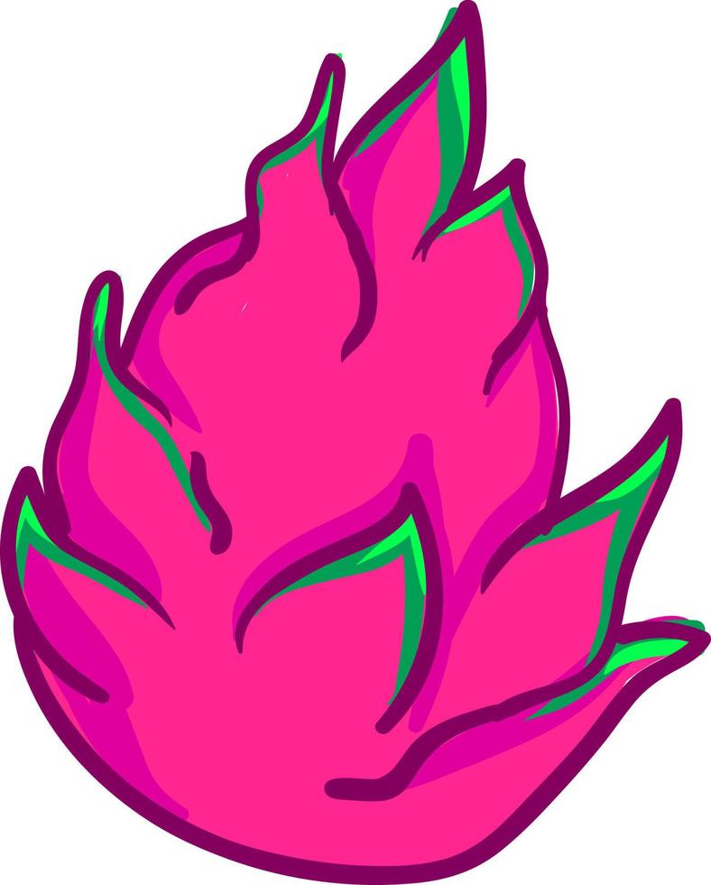 rosa Drachenfrucht, Illustration, Vektor auf weißem Hintergrund.