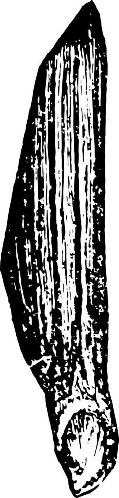 Kubanische Kiefer, Pinus cubensis griseb - zwei Drittel in natürlicher Größe. Saatflügel ventrale Ansicht Vintage Illustration. vektor