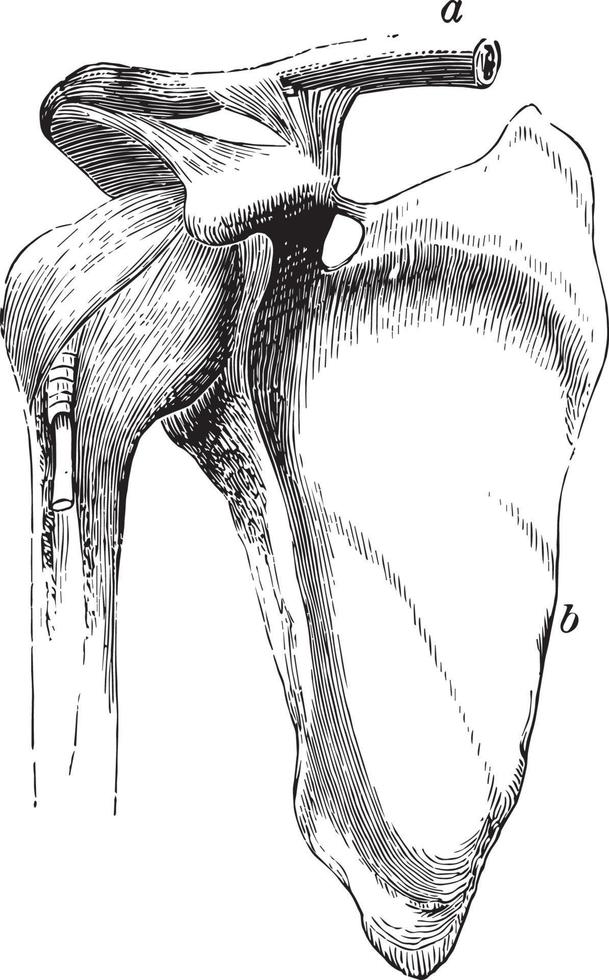 das Schultergelenk, Vintage Illustration. vektor