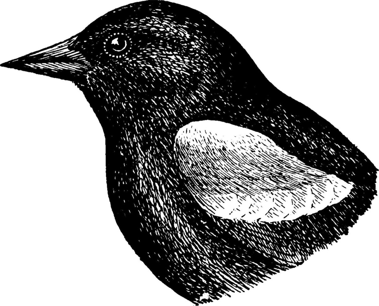 rotgeflügelte Amsel, Vintage Illustration. vektor