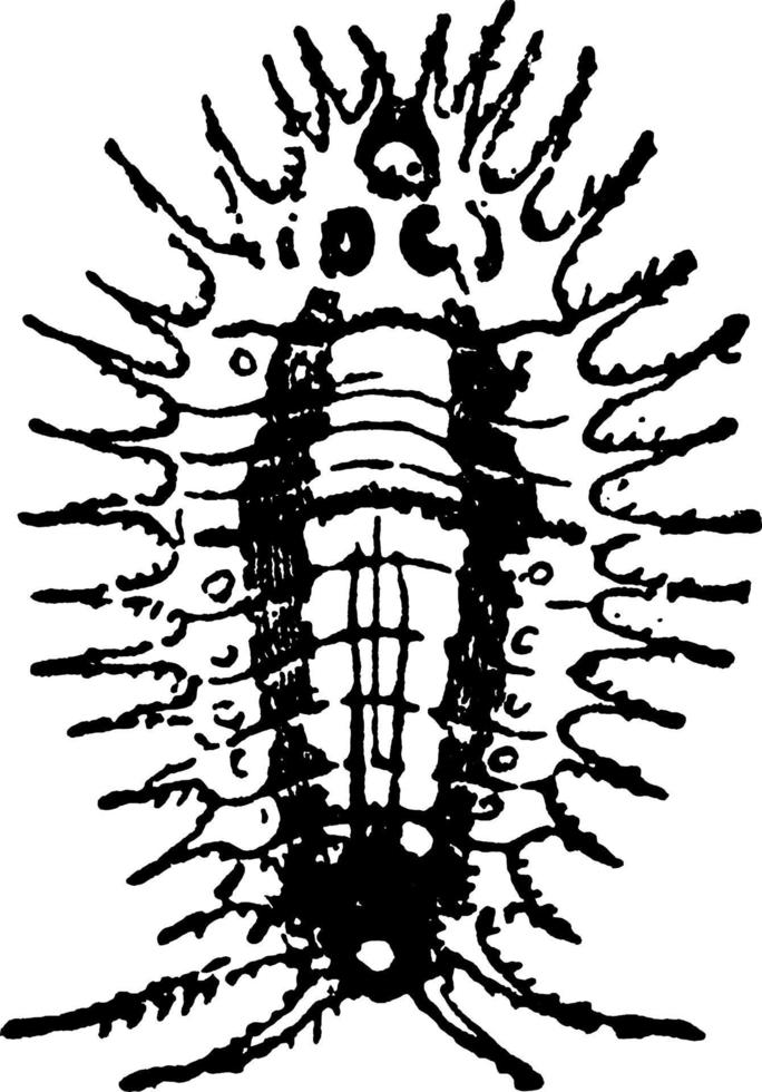 skalbagge, årgång illustration. vektor