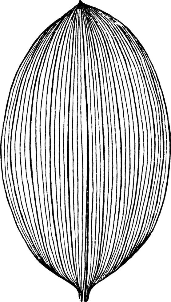 solomons, täta, blad, oval, bred årgång illustration. vektor