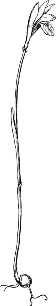 arethusa bulbosa årgång illustration. vektor