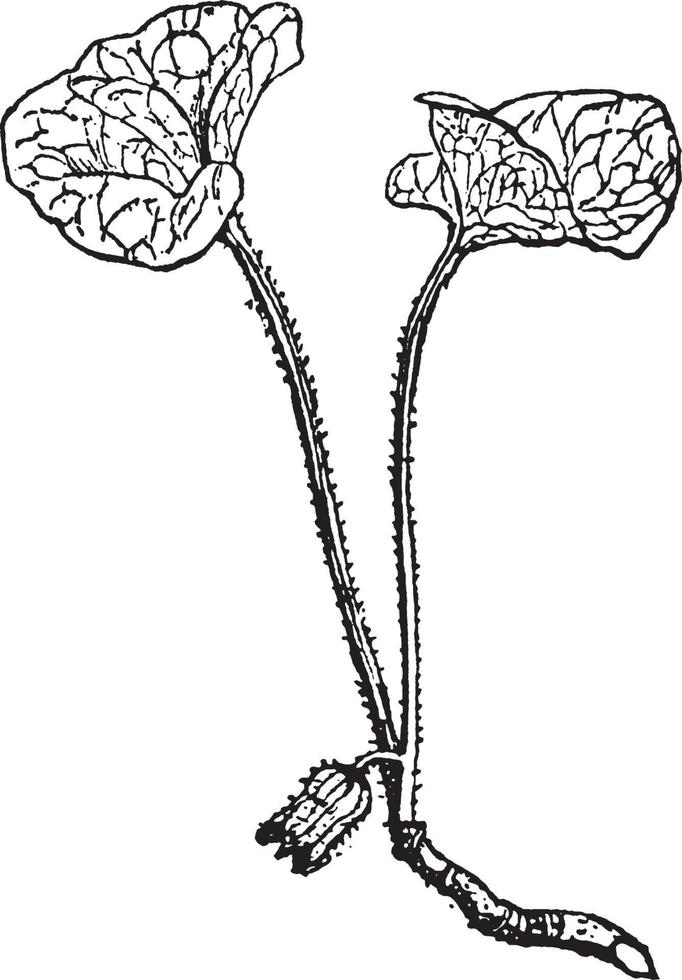 Asarum-Weinleseillustration. vektor