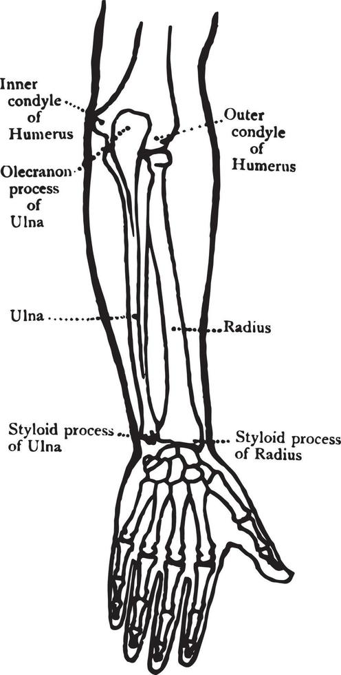 Rückansicht der Knochen des Unterarms, Vintage Illustration. vektor