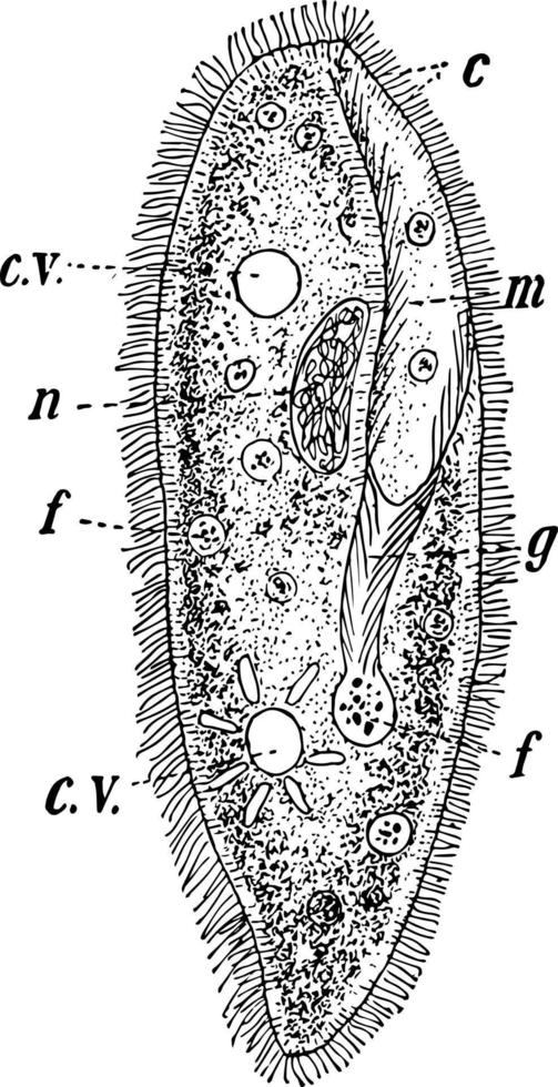 paramecia, årgång illustration vektor