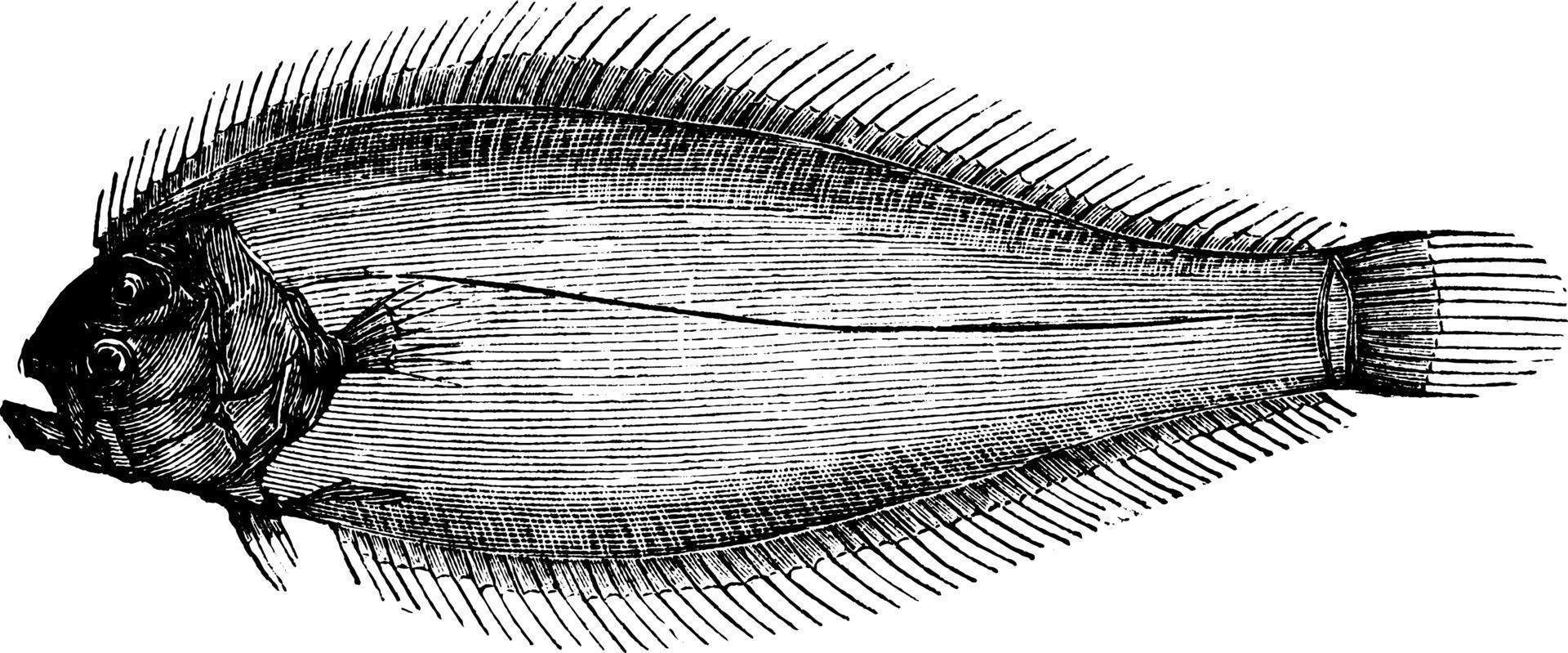 slät enda, årgång illustration. vektor