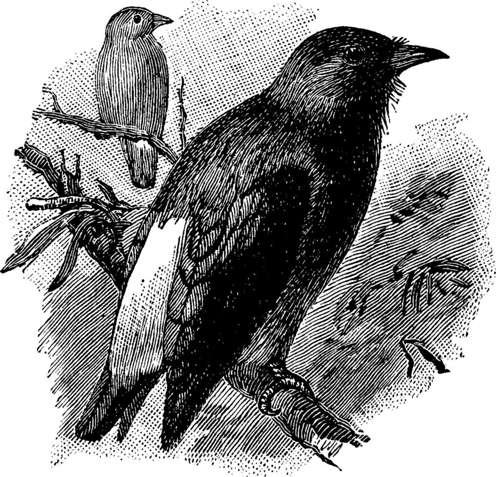 Swallow Martins Sägeflügel Hirundinidae, Vintage Illustration vektor