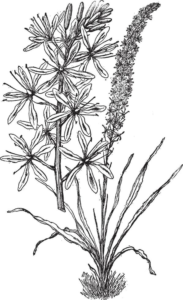 camassia cusickii årgång illustration. vektor