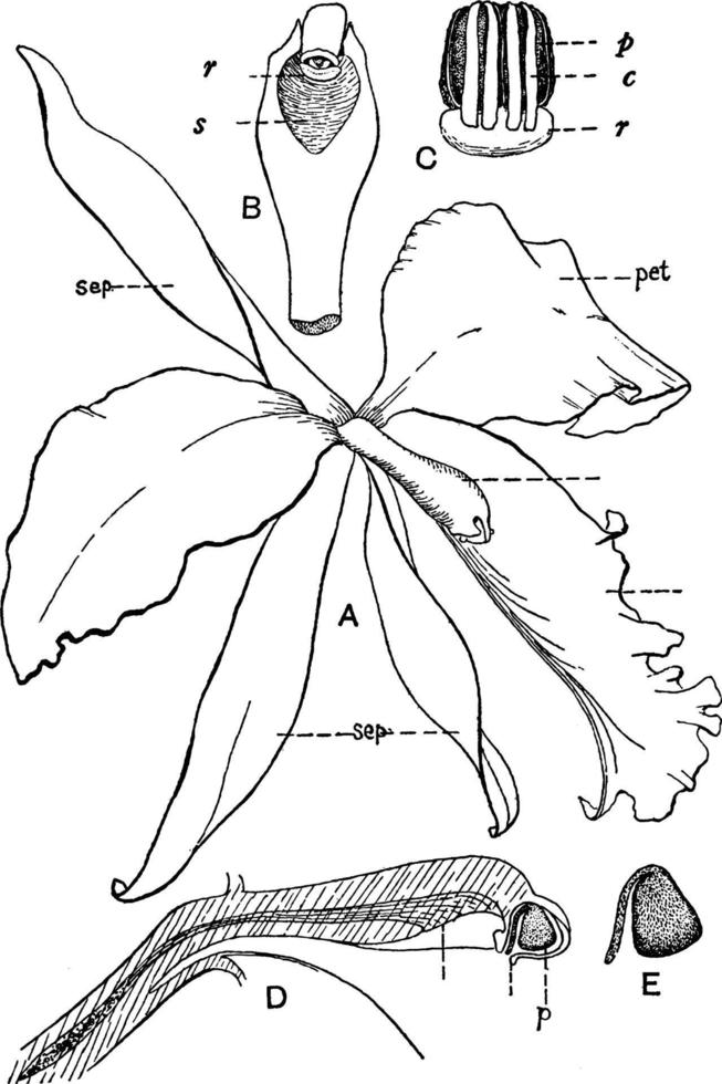 orkide organ årgång illustration. vektor