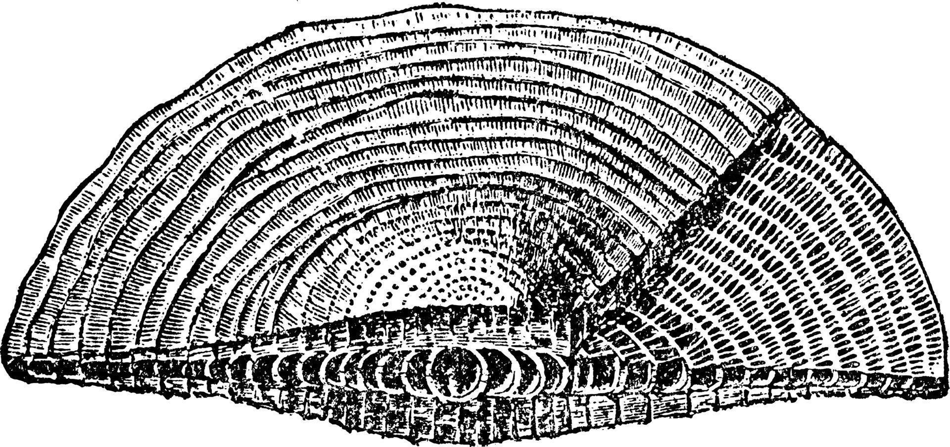 foraminifera, årgång illustration. vektor