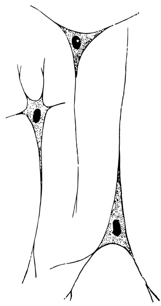 nerv celler, årgång illustration vektor