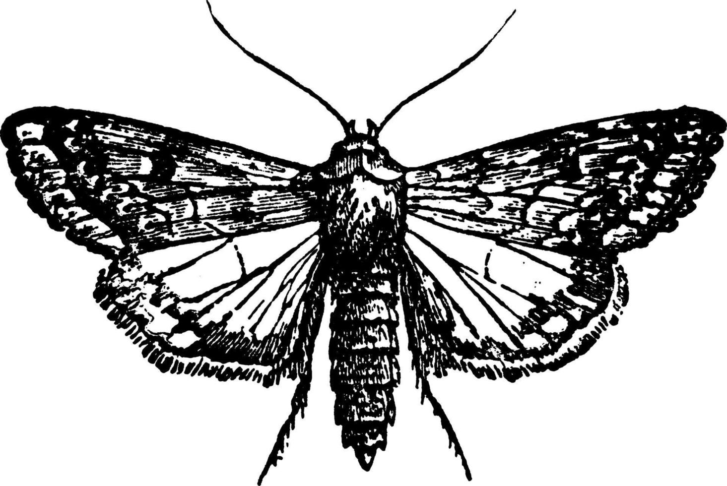 fjäril eller heliothis armiger, årgång illustration. vektor