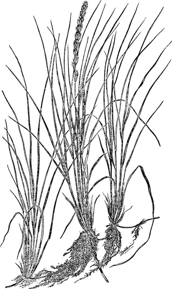 hav borrelia gräs årgång illustration. vektor