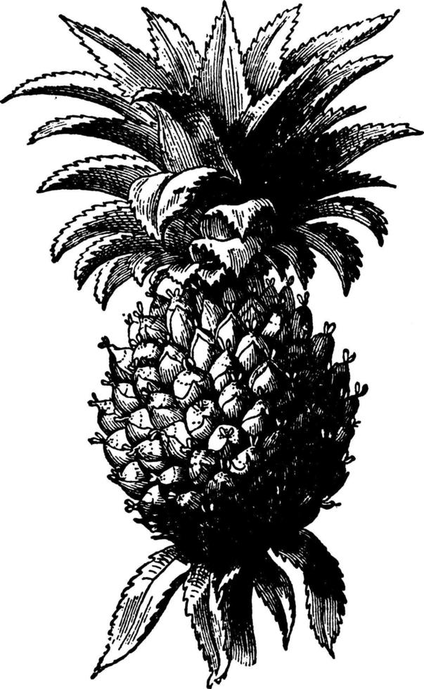 ananas vintage illustration. vektor