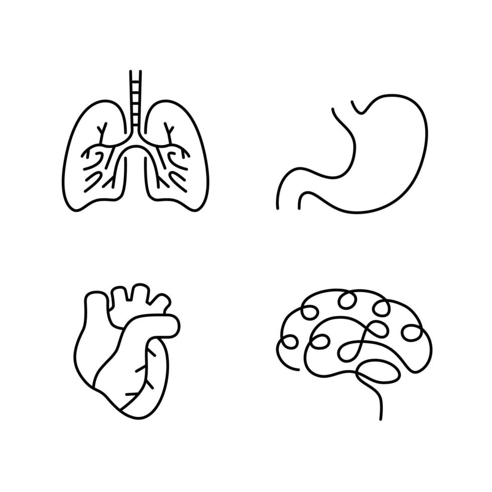 lungor, mage, hjärta, hjärna. översikt mänsklig organ design silhuetter. logotyp design. hand dragen minimalistisk organ vektor