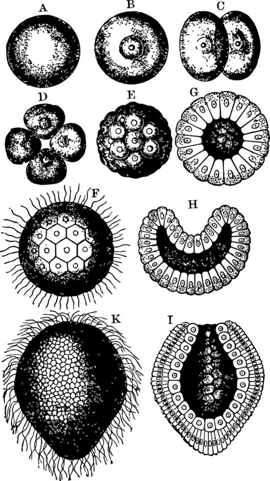 korall etapper, årgång illustration. vektor