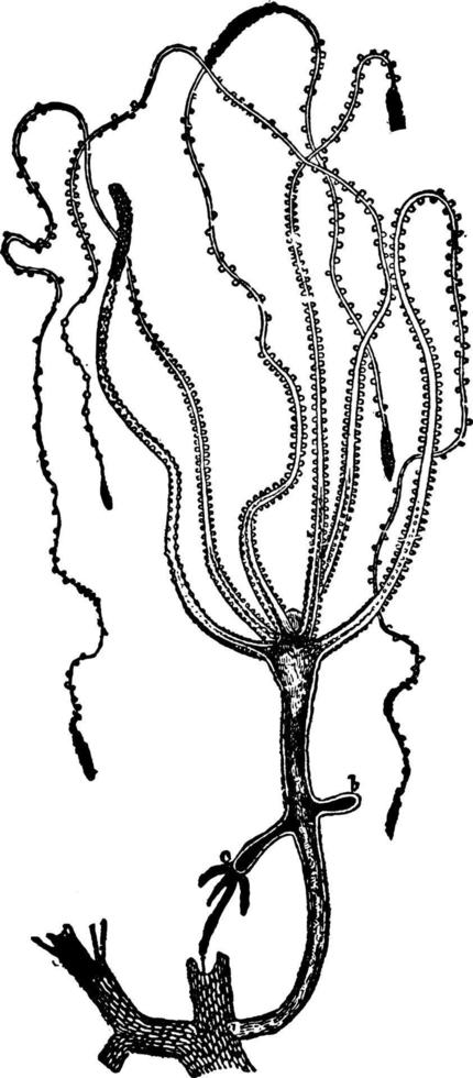 hydrozoon, årgång illustration. vektor