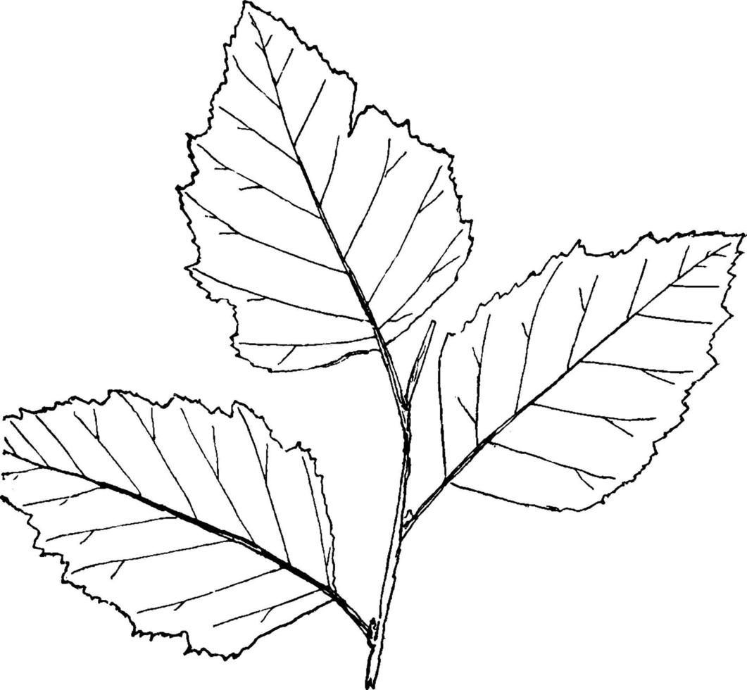 Gattung Betula, l. Birke Vintage Illustration. vektor
