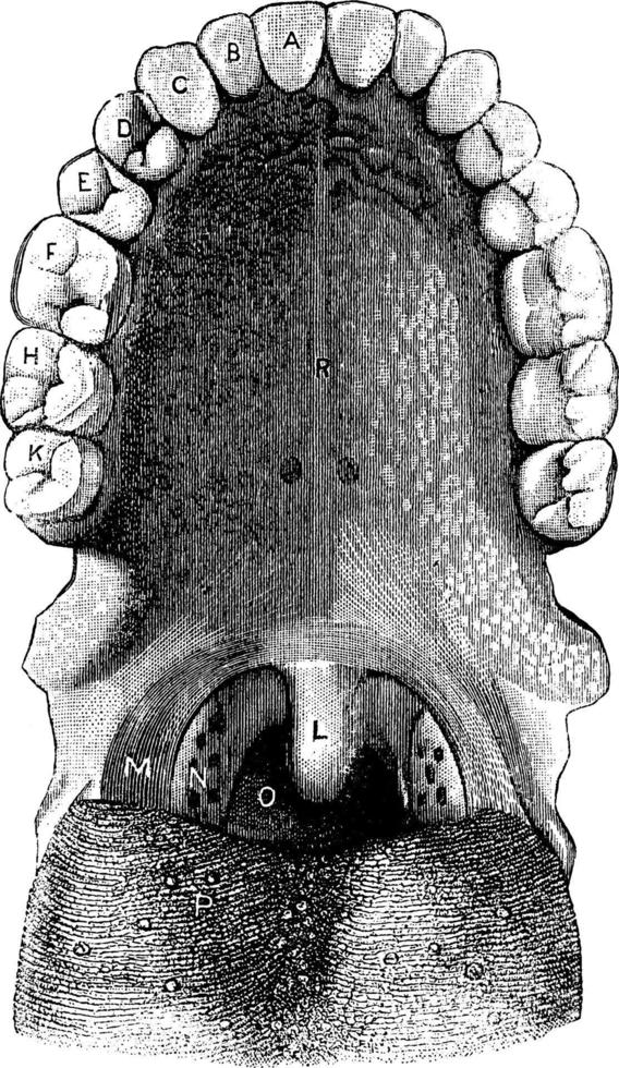 Rückansicht des erwachsenen Mundes, Vintage-Illustration. vektor