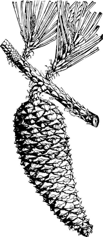 Kubanische Kiefer Pinus cubensis griseb.. zwei bis drittel in natürlicher Größe. Vintage Illustration des geschlossenen Kegels. vektor