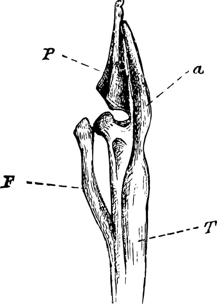 Beinknochen einer Vintagen Illustration des Haubentauchers. vektor