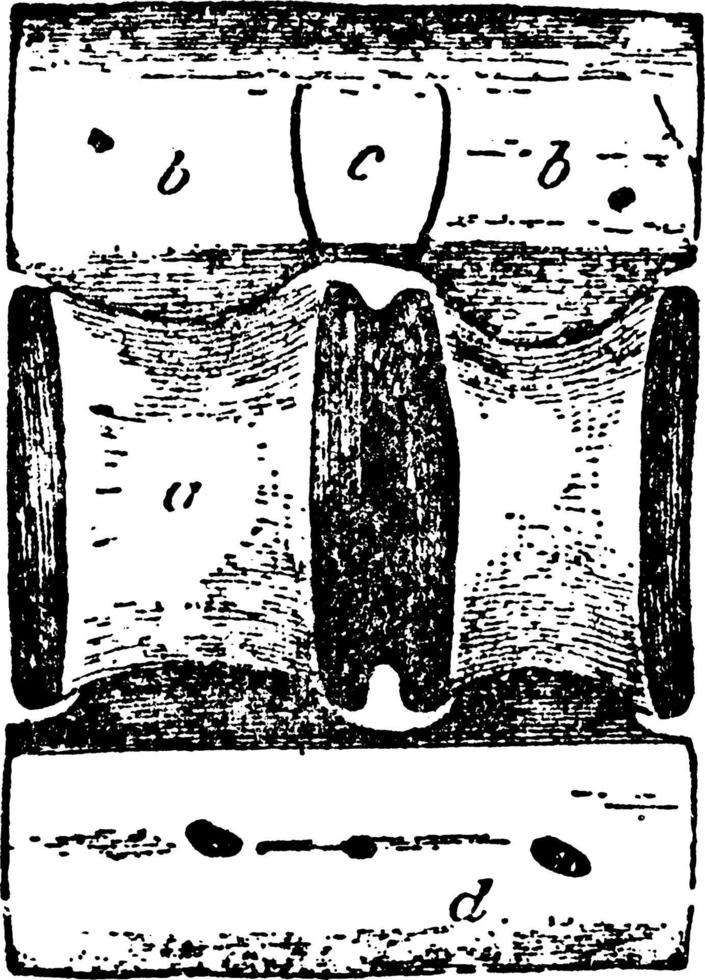 haj kota, årgång illustration. vektor