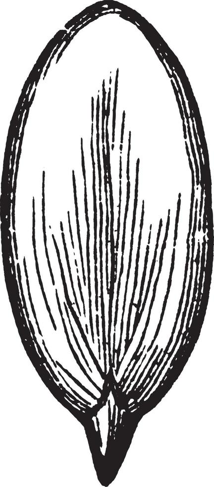 squash årgång illustration. vektor