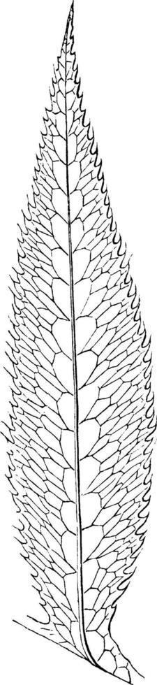 Pteris denticulata Vintage Illustration. vektor