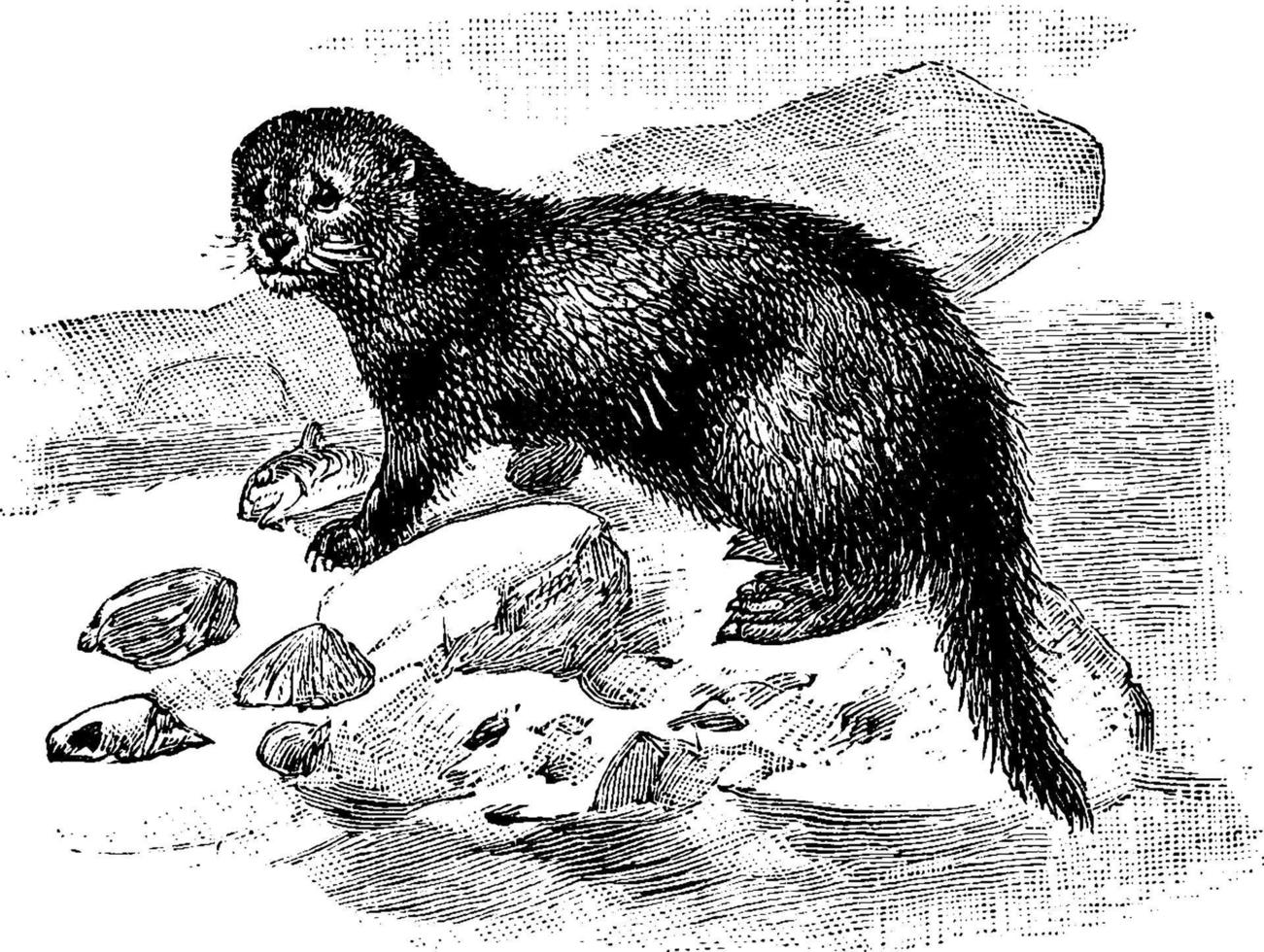 Seeotter, Vintage Illustration. vektor