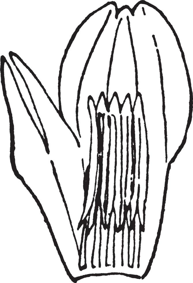 förening blomma anatomi årgång illustration. vektor