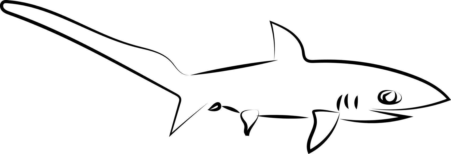 haj teckning, illustration, vektor på vit bakgrund.