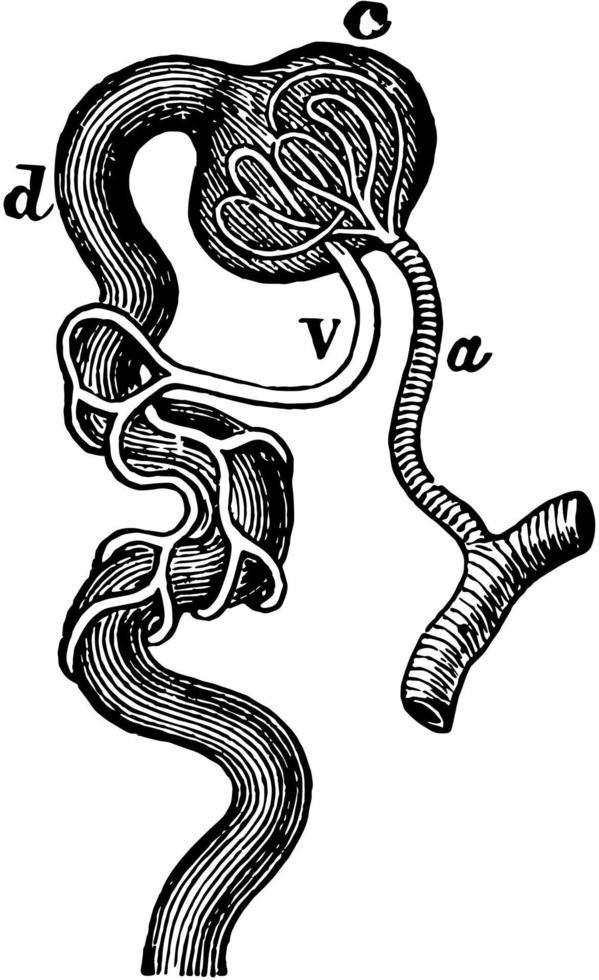 minut strukturera av de njure, årgång illustration. vektor