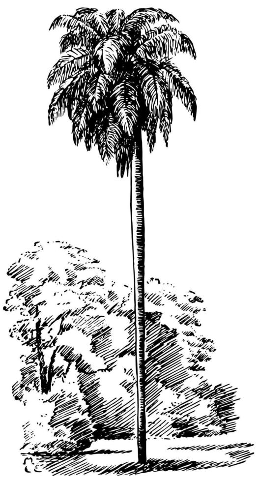 acrocomia sclerocarpa vintage illustration. vektor