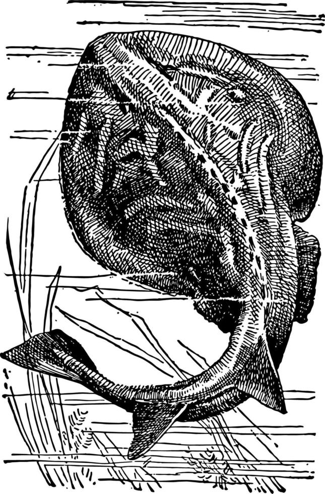 torped, årgång illustration. vektor