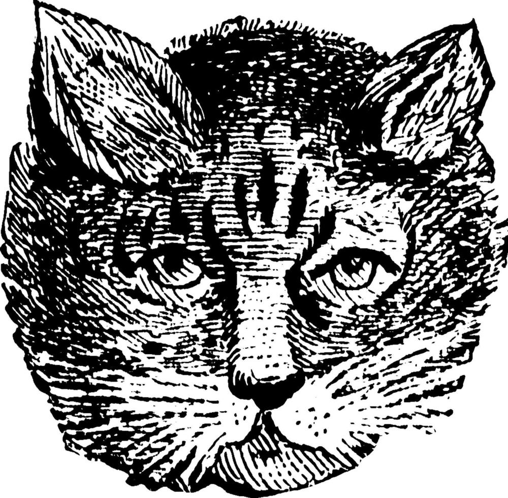 katt, årgång illustration. vektor