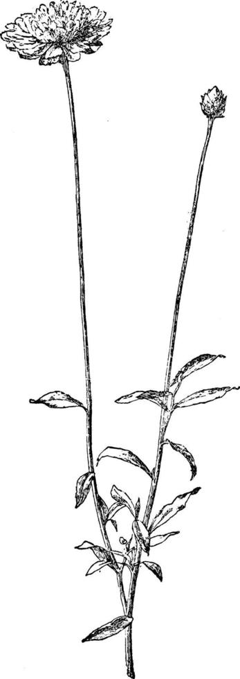 xeranthemum annuum årgång illustration. vektor