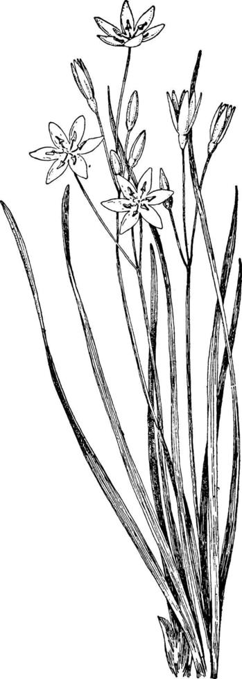 stjärna gräs årgång illustration. vektor