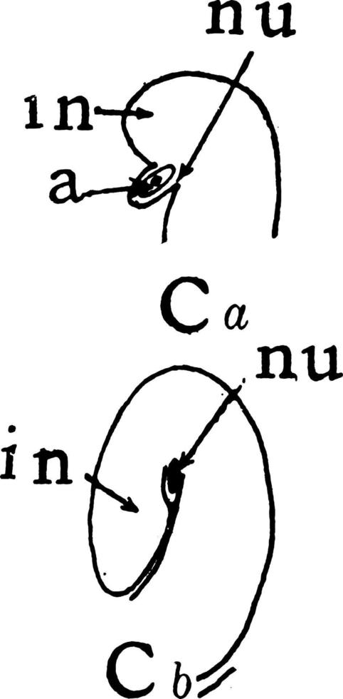 vintage illustration der megasporenbildungsstufe 3. vektor
