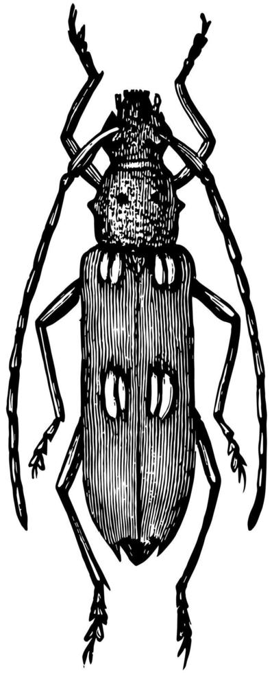 Elfenbein markierter Käfer, Vintage-Illustration. vektor