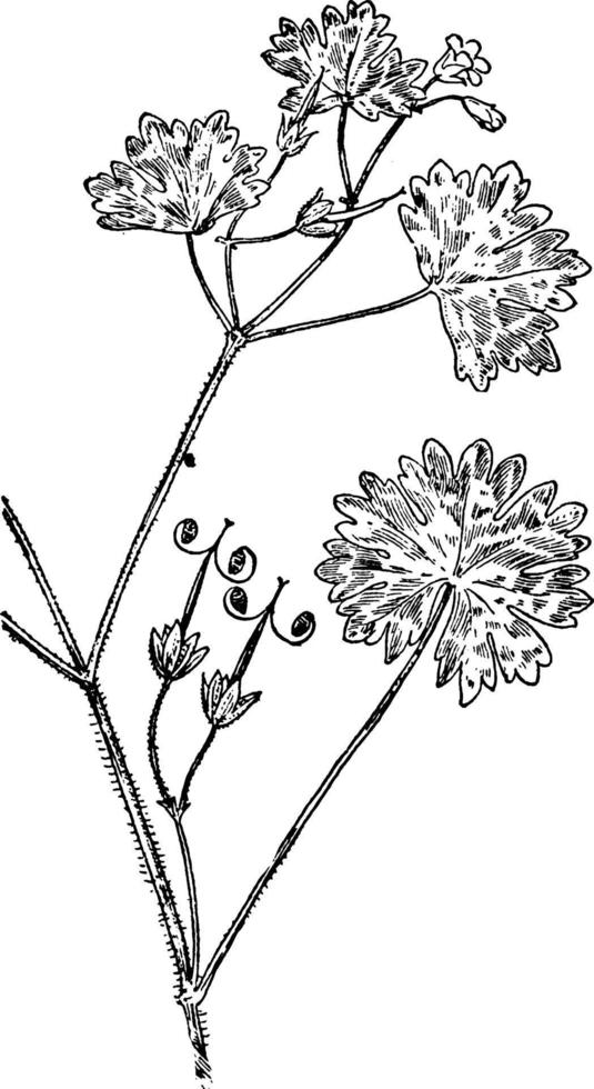 rundblad geranium årgång illustration. vektor