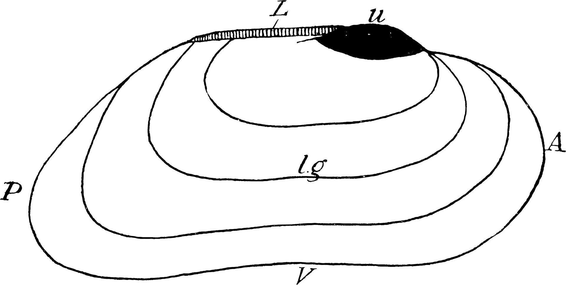 Süßwassermuschel, Vintage Illustration. vektor