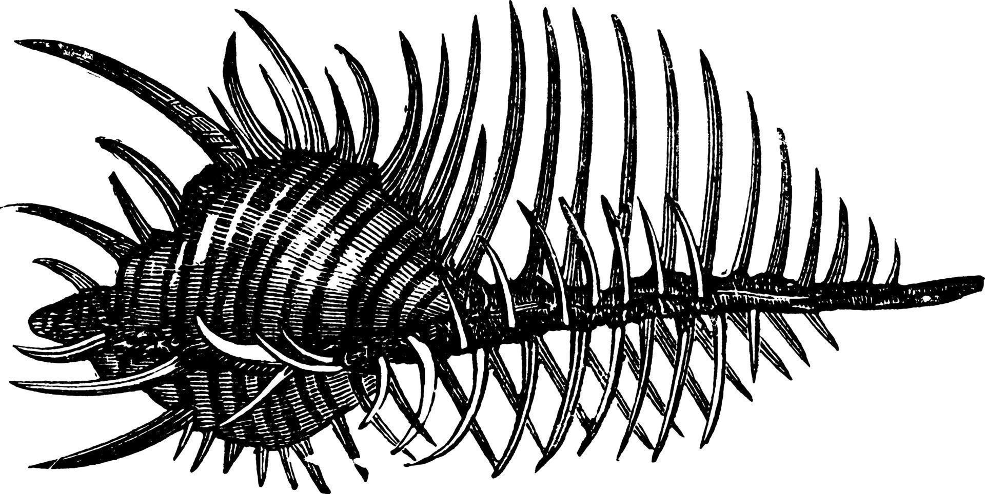 dornige Waldschnepfe, Vintage Illustration. vektor