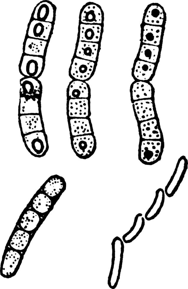 bacill megaterium, årgång illustration. vektor