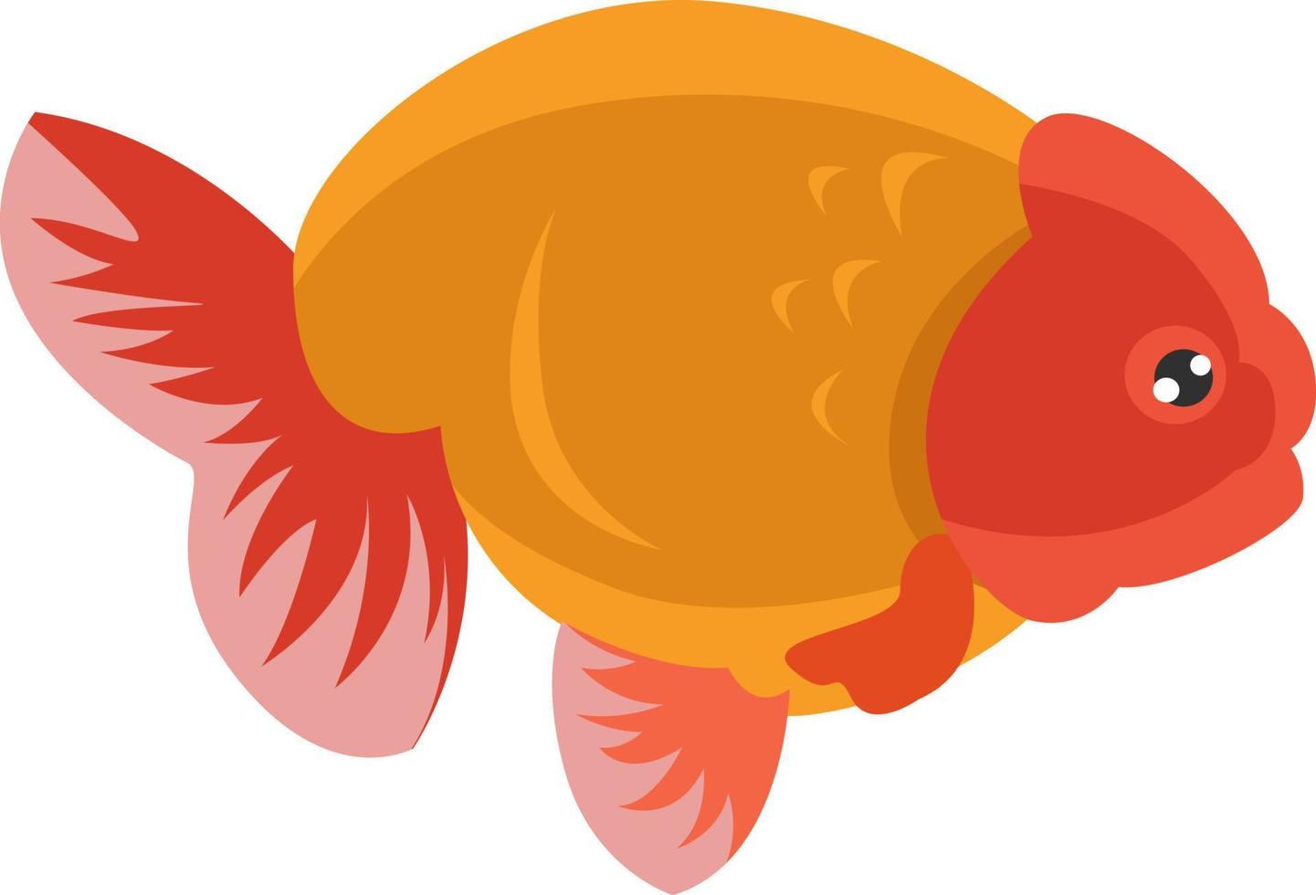 Ranchu Fisch, Illustration, Vektor auf weißem Hintergrund